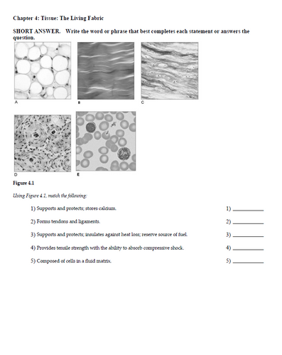 Marieb Human Anatomy and Physiology 12th Edition TEST BANK