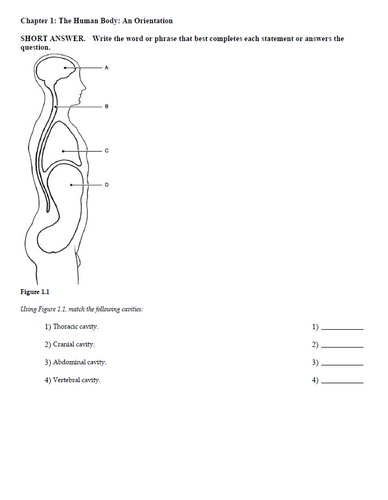 Marieb Human Anatomy and Physiology 12th Edition TEST BANK